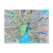 Pintura do Peacock de Aquarela