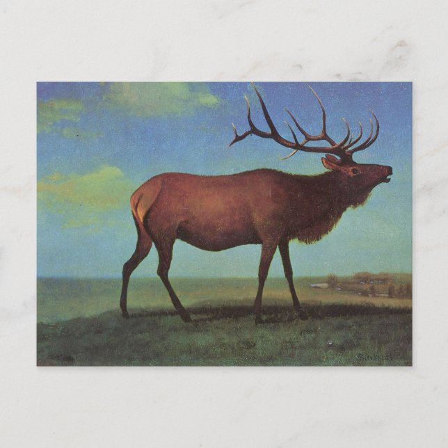 Cartão Postal Pintura Elk (Frente)