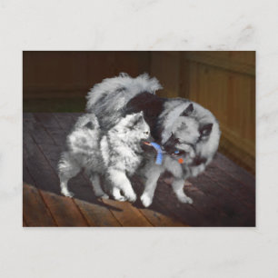 Cartão Postal Pintura em tempo de reprodução de Keeshond - Art