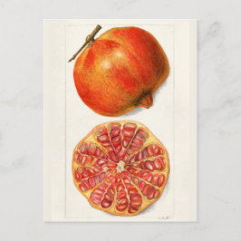 Cartão Postal Pintura Fruta de Pomegranatos (Punica Granatum)