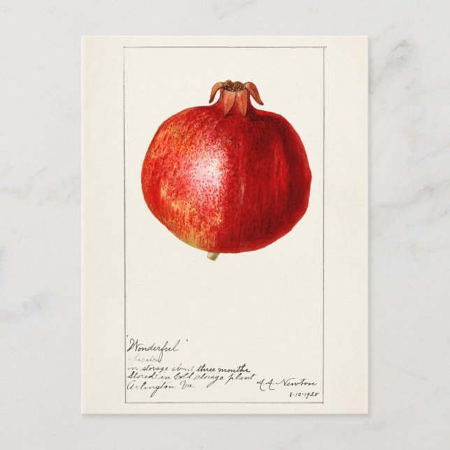 Cartão Postal Pintura Fruta de Pomegranatos (Punica Granatum) (Frente)