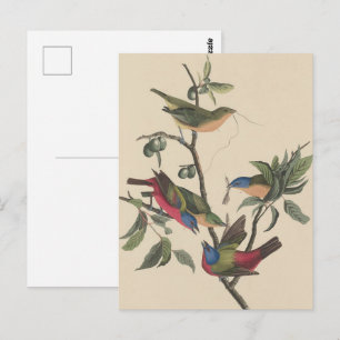 Cartão Postal Pintura Pintada De Couro-Vibrante Audubon