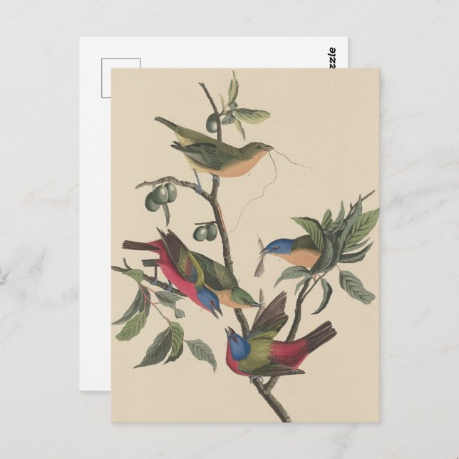 Cartão Postal Pintura Pintada De Couro-Vibrante Audubon (Frente/Verso)