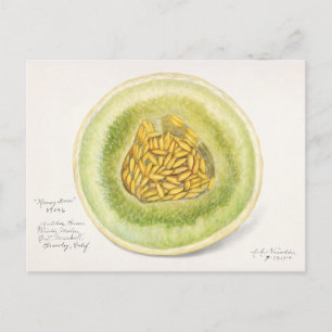Cartão Postal Pintura Por Aquarela (Cucumis Melo) Fruta