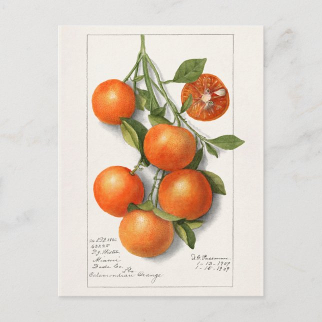 Cartão Postal Pintura por Aquarela de Frutas (Calamondian) (Frente)