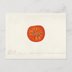 Cartão Postal Pintura Por Aquarela (Diospyros) Fruta Persimmon