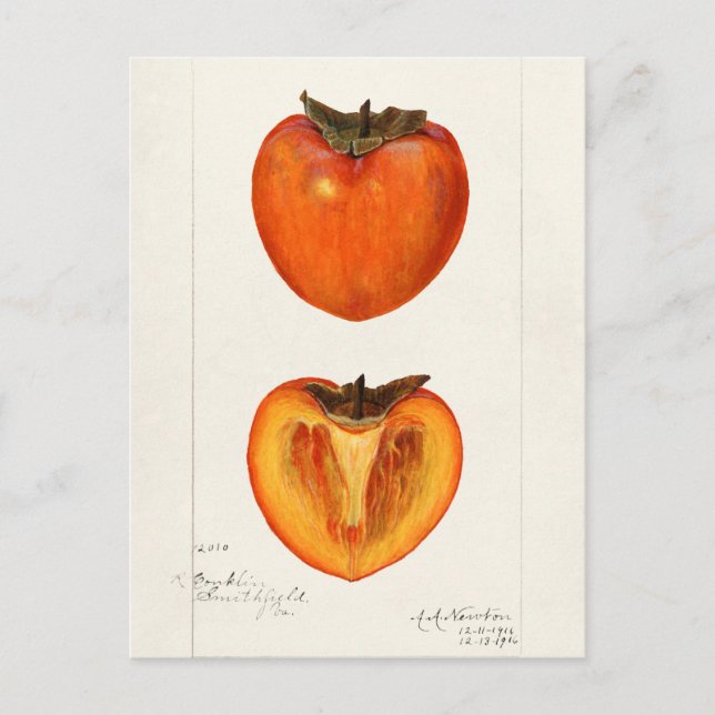 Cartão Postal Pintura Por Aquarela Fruta (Frente)