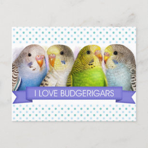 Cartão Postal Pintura realista do Budgerigars