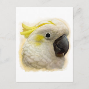 Cartão Postal Pintura realista do Cockatoo Penteado
