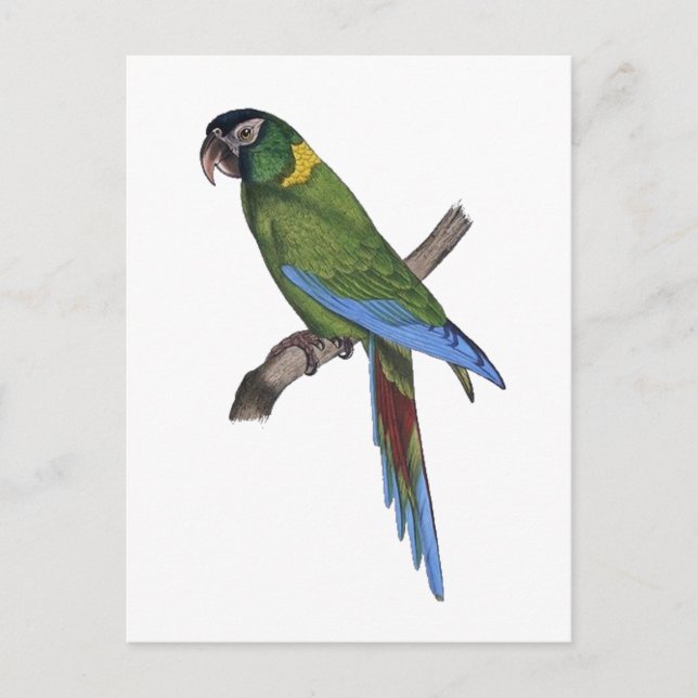 Cartão Postal Pintura Verde Macaw Fine Art (Frente)