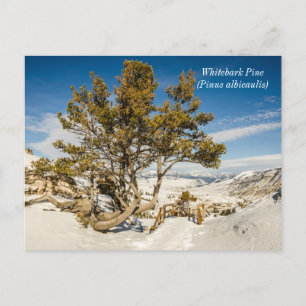Cartão Postal Pinus albicaulis - Yellowstone