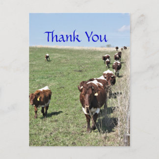 Cartão Postal Pinzgauer Cattle 8371 Cartão-postal - personalizar