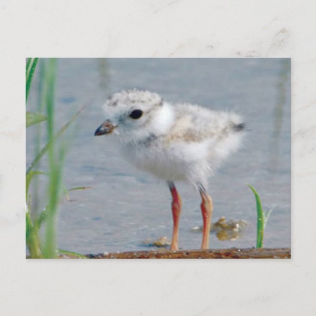 Cartão Postal Piping Plover (Frente)