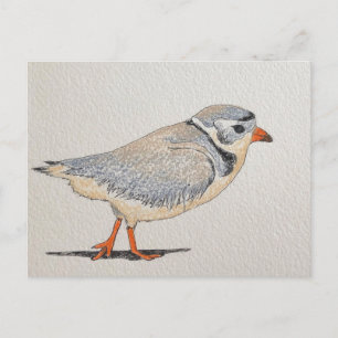 Cartão Postal Piping Plover