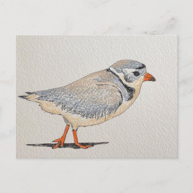 Cartão Postal Piping Plover (Frente)