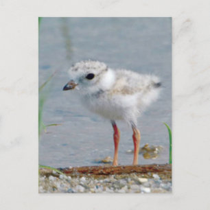 Cartão Postal Piping Plover
