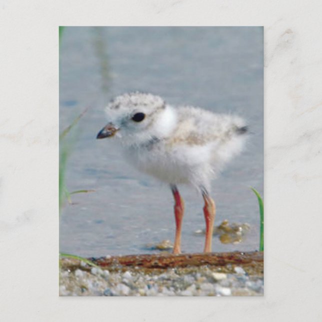 Cartão Postal Piping Plover (Frente)