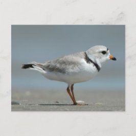 Cartão Postal Piping Plover