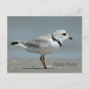 Cartão Postal Piping Plover