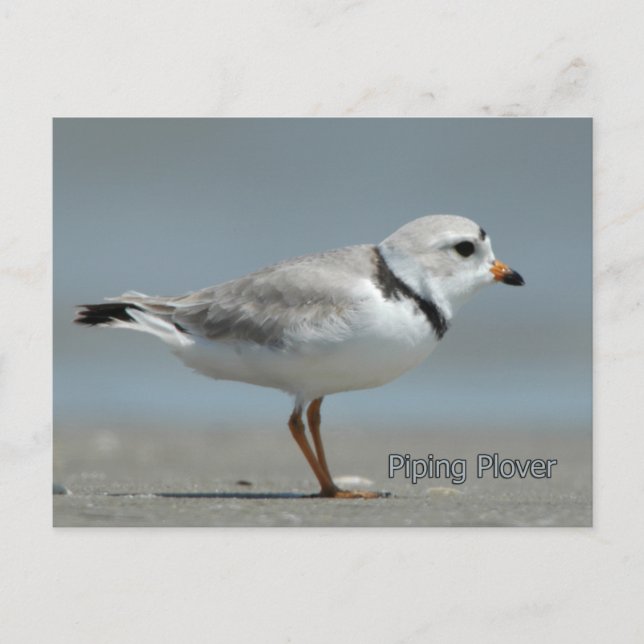 Cartão Postal Piping Plover (Frente)
