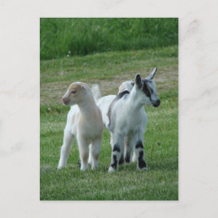 Cartão Postal Pippi e Cinzas