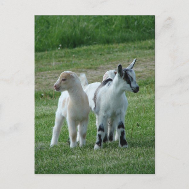 Cartão Postal Pippi e Cinzas (Frente)