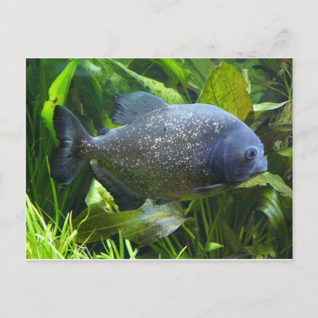 Cartão Postal piranha (Frente)