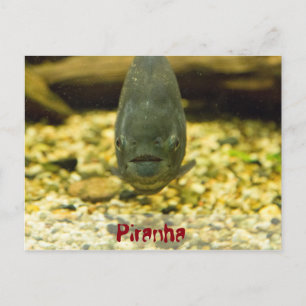 Cartão Postal piranha