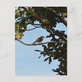 Cartão Postal Pirilampo-comum