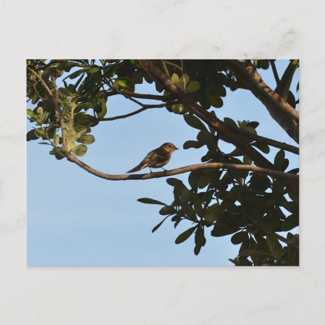 Cartão Postal Pirilampo-comum (Frente)
