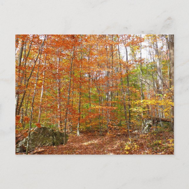 Cartão Postal Pista de queda à luz do sol no Laurel Hill Park (Frente)