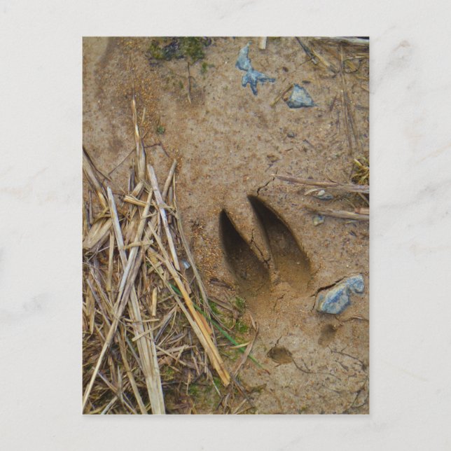 Cartão Postal pista dos veados (Frente)