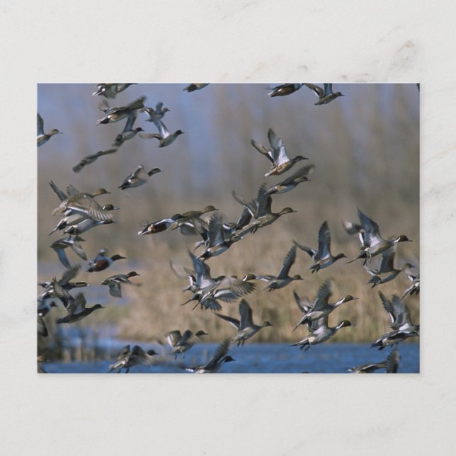 Cartão Postal Pistas em Voo (Frente)