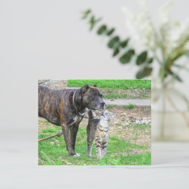Cartão Postal Pit Bull e Cat (Em pé/Frente)