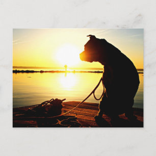 Cartão Postal Pit Bull Sunrise