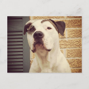 Cartão Postal Pit Bull T-Bone