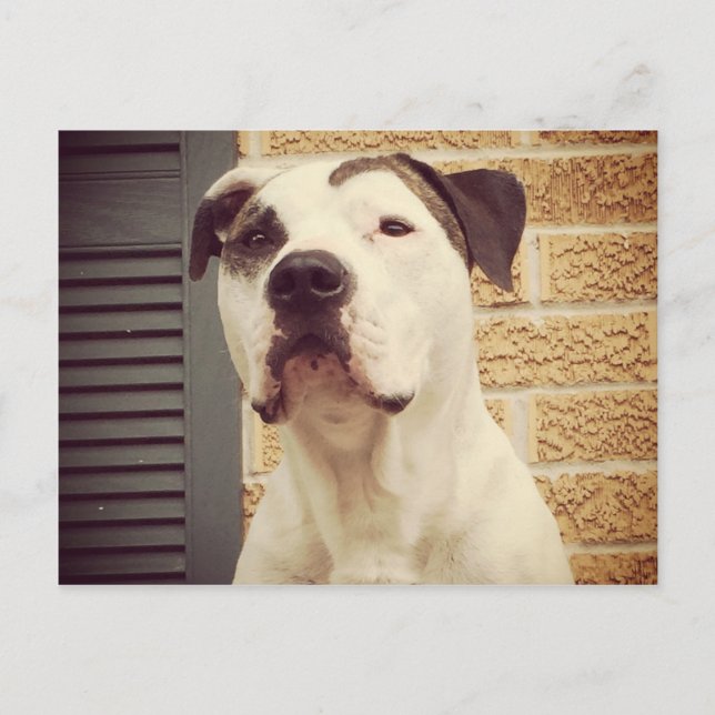 Cartão Postal Pit Bull T-Bone (Frente)