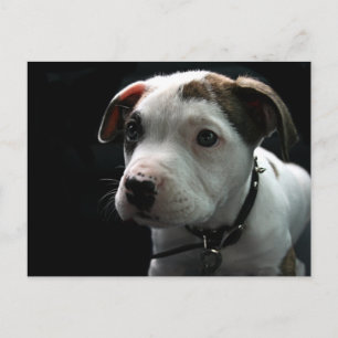 Cartão Postal Pit Bull T-Bone