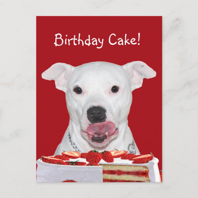 Cartão Postal Pit Bull Terrier Birthday (Frente)