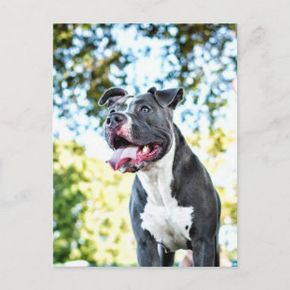 Cartão Postal Pitbull