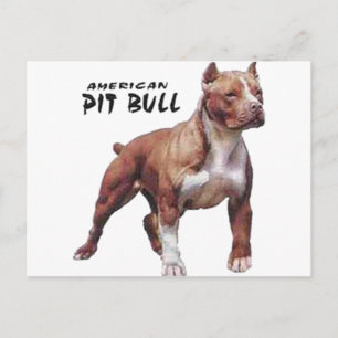 Cartão Postal Pitbull