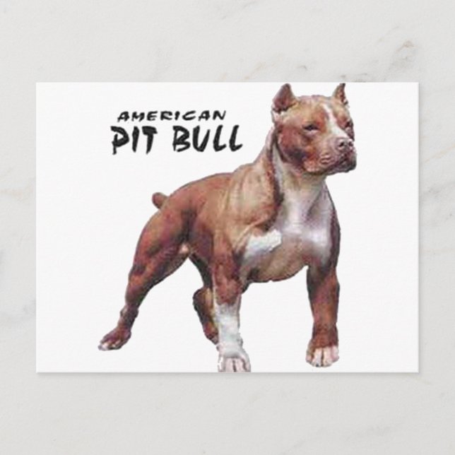 Cartão Postal Pitbull (Frente)