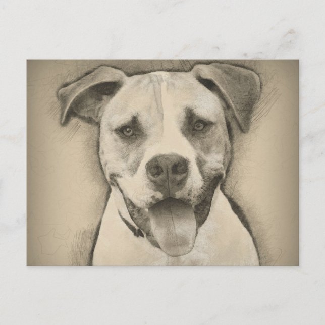 Cartão Postal Pitbull - Retrato de Sketch para o Bulldog America (Frente)