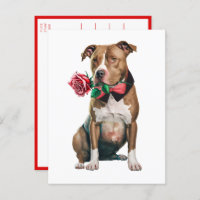 Pitbult Pittie Puppy Dog Menina Você Adora Pit Bul