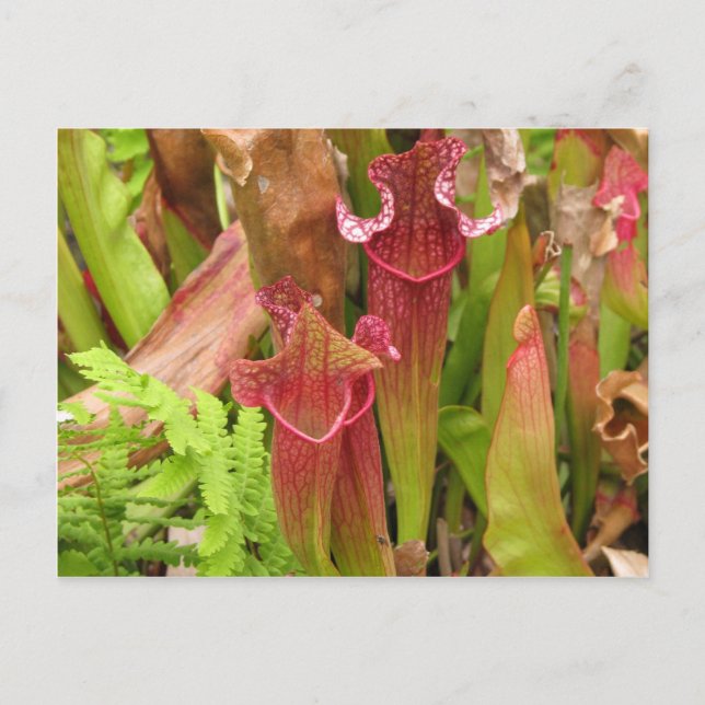 Cartão Postal Pitcher Plants (Frente)