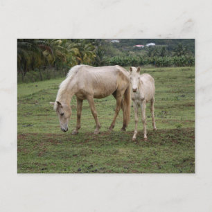 Cartão Postal Pitões2