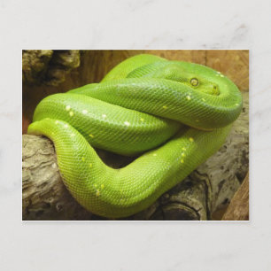 Cartão Postal Píton-árvore-verde