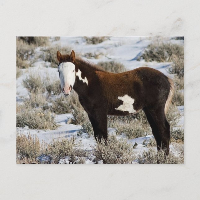 Cartão Postal PJ A Tinta (Frente)