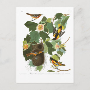 Cartão Postal Placa 12 Baltimore Oriole de Audubon
