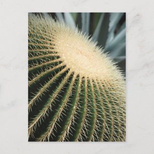 Cartão Postal Placa Cactus